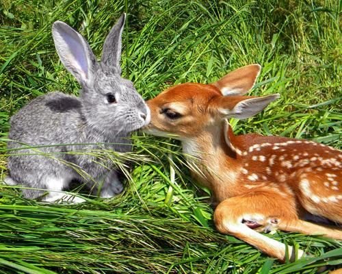 floralapine's tweet photo. somebunny found her deerest love ♡ https://t.co/7t7KbIhV1F