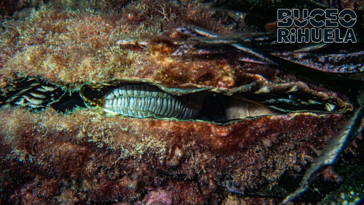 BuceoOrihuela's tweet photo. La Nacra de Roca (Pinna rudis) es una especie muy vulnerable al impacto humano.

1/4

Cámara Olympus TG-6
2 Focos Leton Power Tynny 13FD
Carcasa SeaFrog TG6

#nacra #pinna #fotosub #foto #buceo #submarinismo #scuba #mediterraneo #vulnerable #LetonPower #tynny #omsystem #olympus https://t.co/JeiWZOgLie