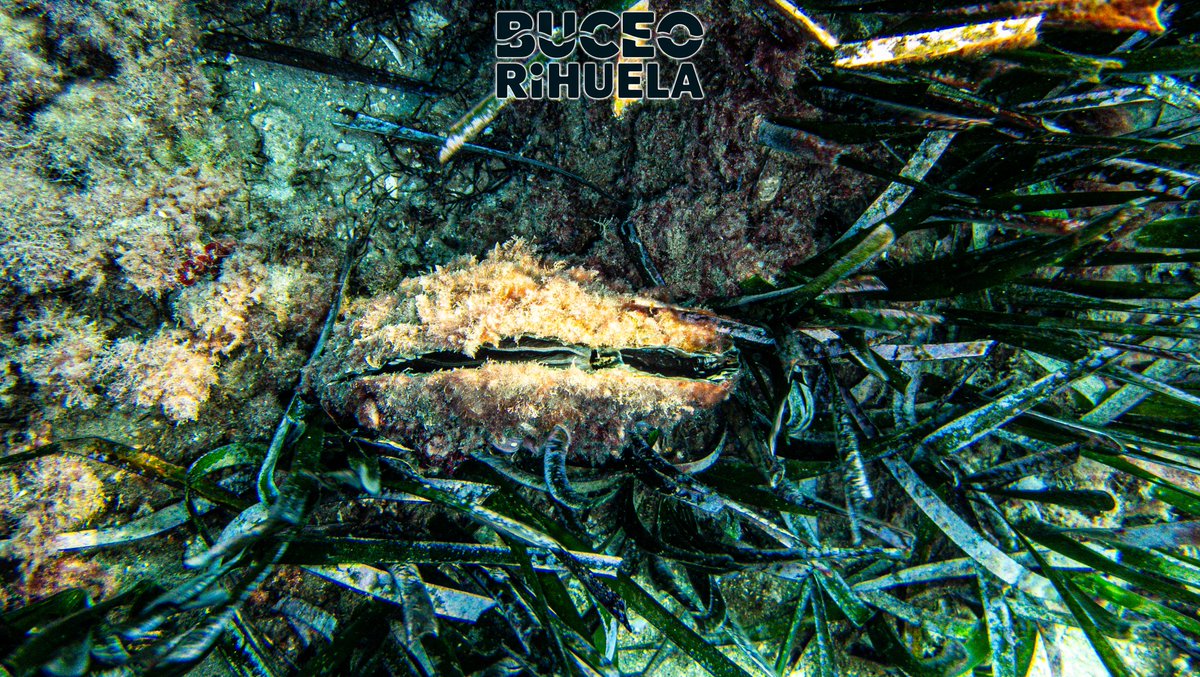 BuceoOrihuela's tweet photo. La Nacra de Roca (Pinna rudis) es una especie muy vulnerable al impacto humano.

1/4

Cámara Olympus TG-6
2 Focos Leton Power Tynny 13FD
Carcasa SeaFrog TG6

#nacra #pinna #fotosub #foto #buceo #submarinismo #scuba #mediterraneo #vulnerable #LetonPower #tynny #omsystem #olympus https://t.co/JeiWZOgLie