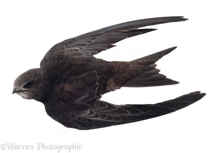 lovebyfowl's tweet photo. my dream is to become a bird. https://t.co/dLVWgCe3sw