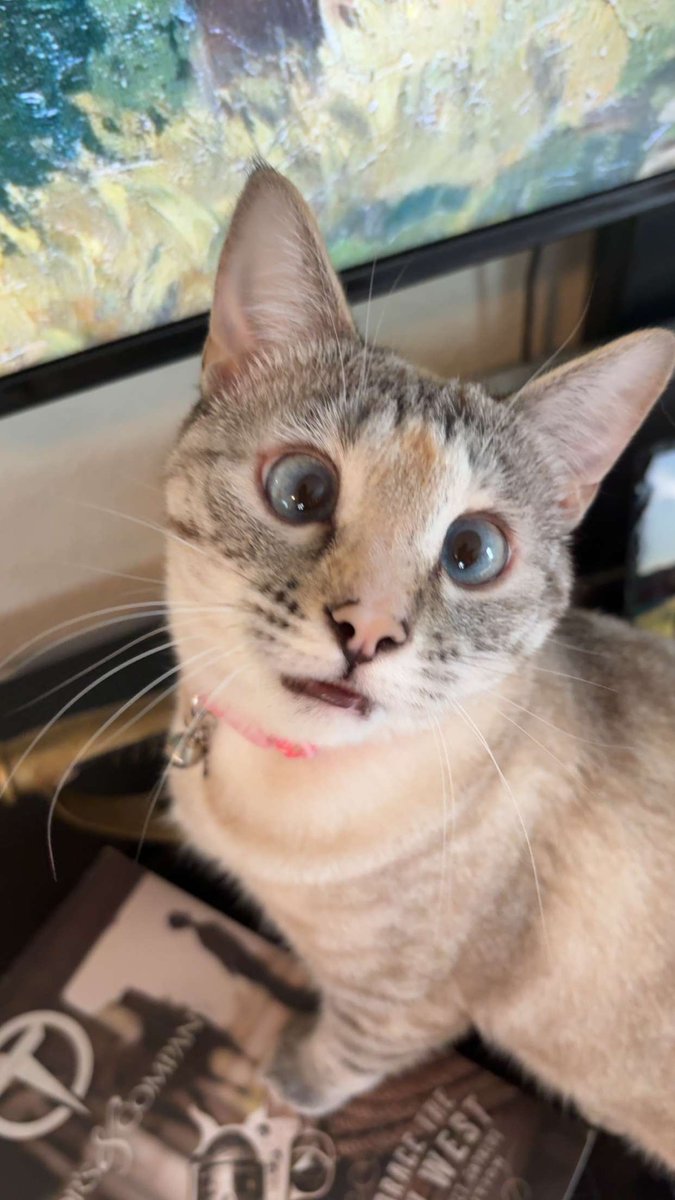 BritBasher's tweet photo. @Kotori13sai Cat of approval https://t.co/h27KLmMcvE