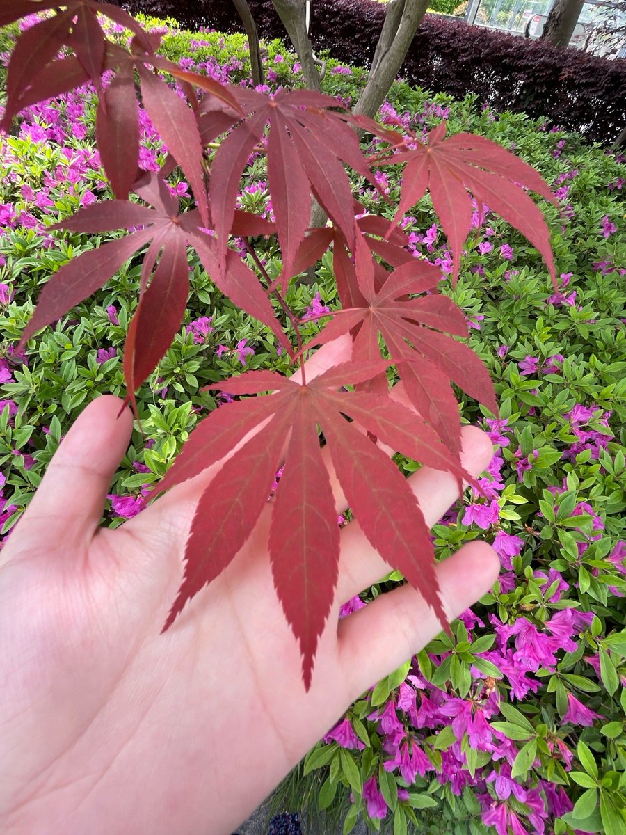 mmmb_88's tweet photo. [今日の散歩道で、臃肿な花壇の陰に糜れたキノコが生えていたよ。思いがけず、不思議な姿の茸で、ちょっとした発見だ]， https://t.co/JTNOtXkl4h