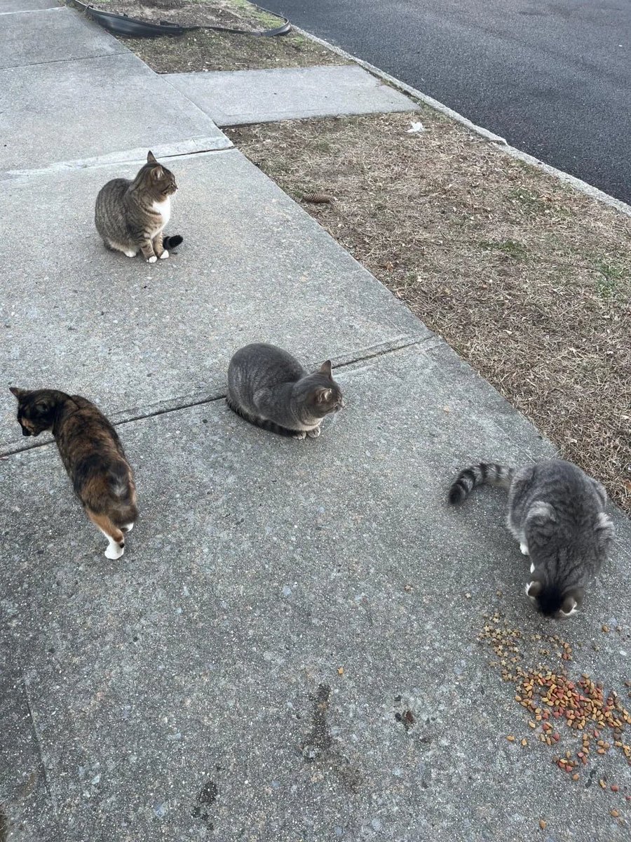 Zeinabbaydoun23's tweet photo. Hurry up and eat some more, little kitties winter is just around the corner. May the original world treat you poor little ones well.
#StreetCats #StrayCats #Meow #CatLovers #KittyLove https://t.co/fZI1LFQAGW