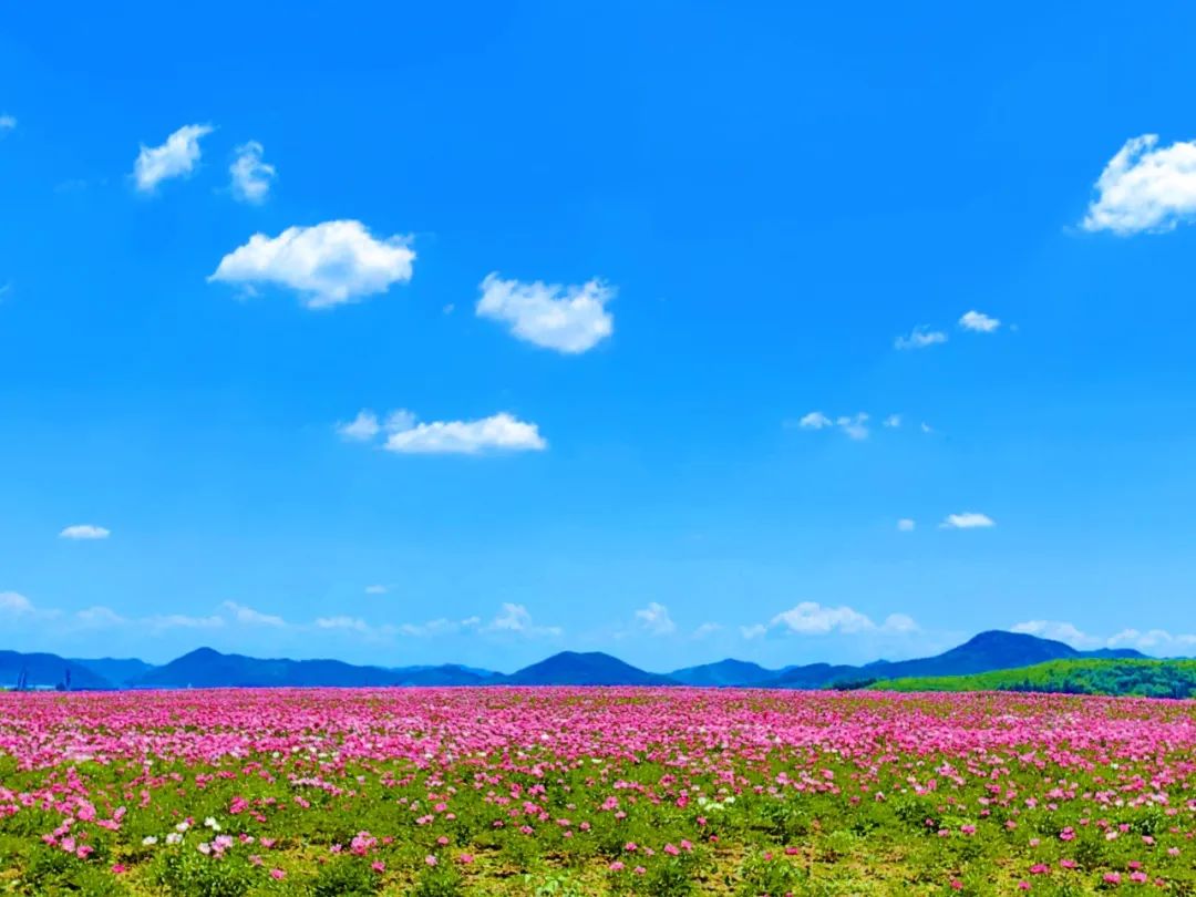 rimi_923's tweet photo. 慈芍忱泌涛にまつわる心温まる一瞬を切り取りました。共に在る幸せが染み渡る、そんな風景です。 https://t.co/ysnczmwypo