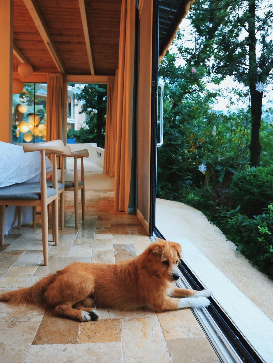 ppommuuu's tweet photo. [犬が吠える音が、夏の雷みたいに旅行の疲れを吹き飛ばしてくれた今日の午後] https://t.co/uTz9lpmBxA