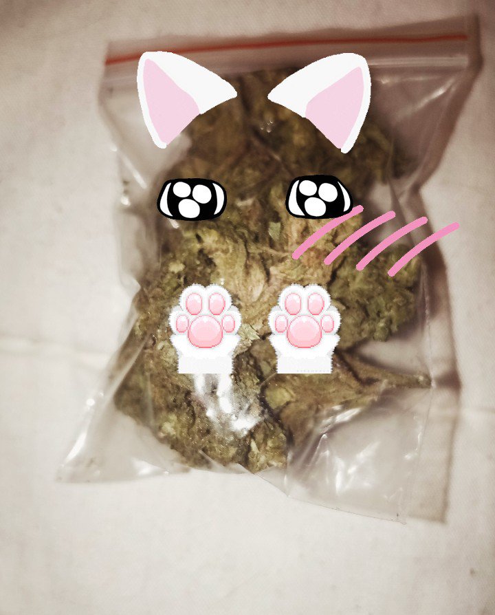 muffinmicekkwe's tweet photo. weed-chan https://t.co/2oNHZffhKX
