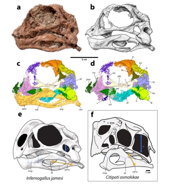 DavidEvans_ROM's tweet photo. At long last, we finally announce the small Hell Creek caenagnathid Infernogallus jamesi, based in part on this gorgeous @romtoronto skeleton w articulated skull—1st for the clade.  The strange anatomy suggests a fruit-eating ecology. Read the paper here:
https://t.co/DOzw4Qldf3 https://t.co/a52Rz7beEj