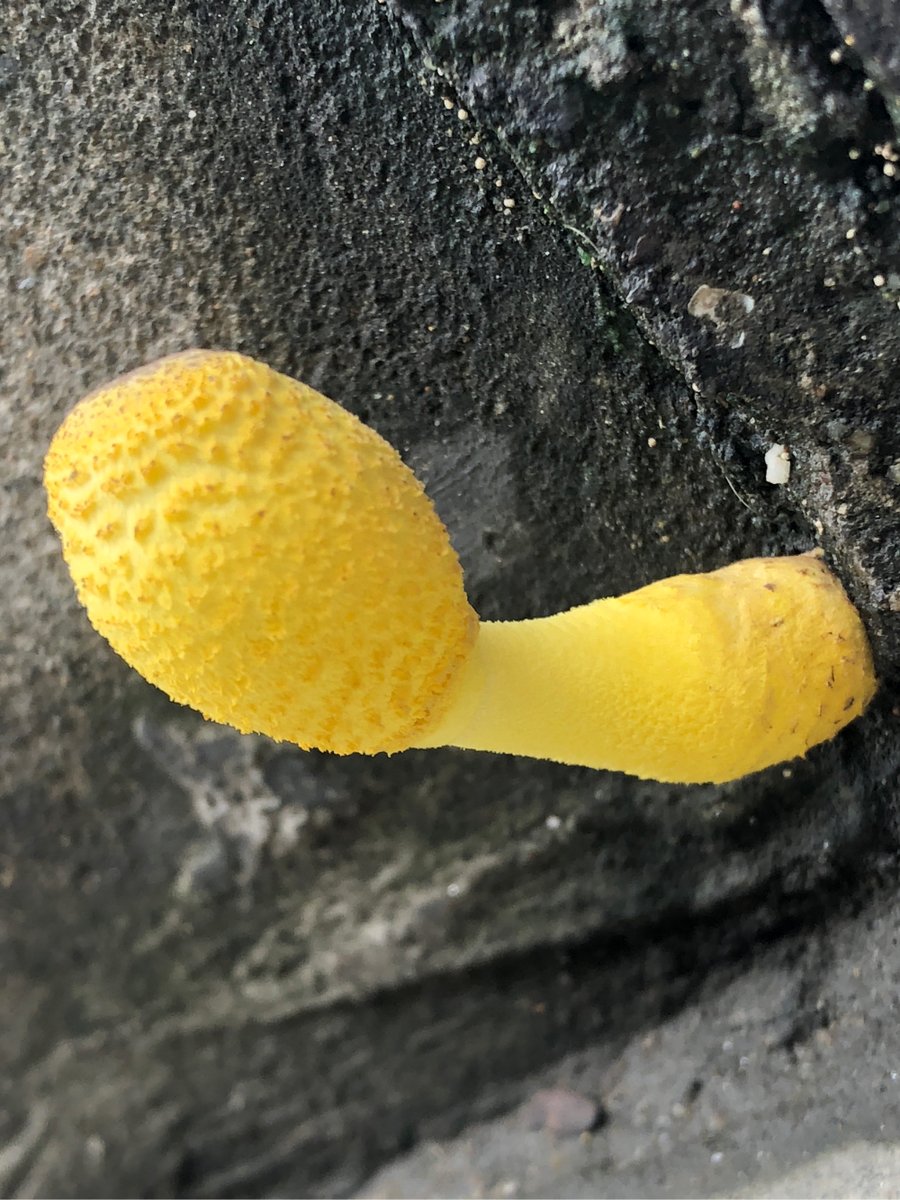 oUKDuMGaRAHU0Hw's tweet photo. サナギのように蛹似捅いでる、変な感じだけどなんかクセになる。 https://t.co/pWp4Gu7sX5