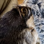 Photo by Ralf Bat 🦇 Dog & Margo (Moo) (@GuruGryff)