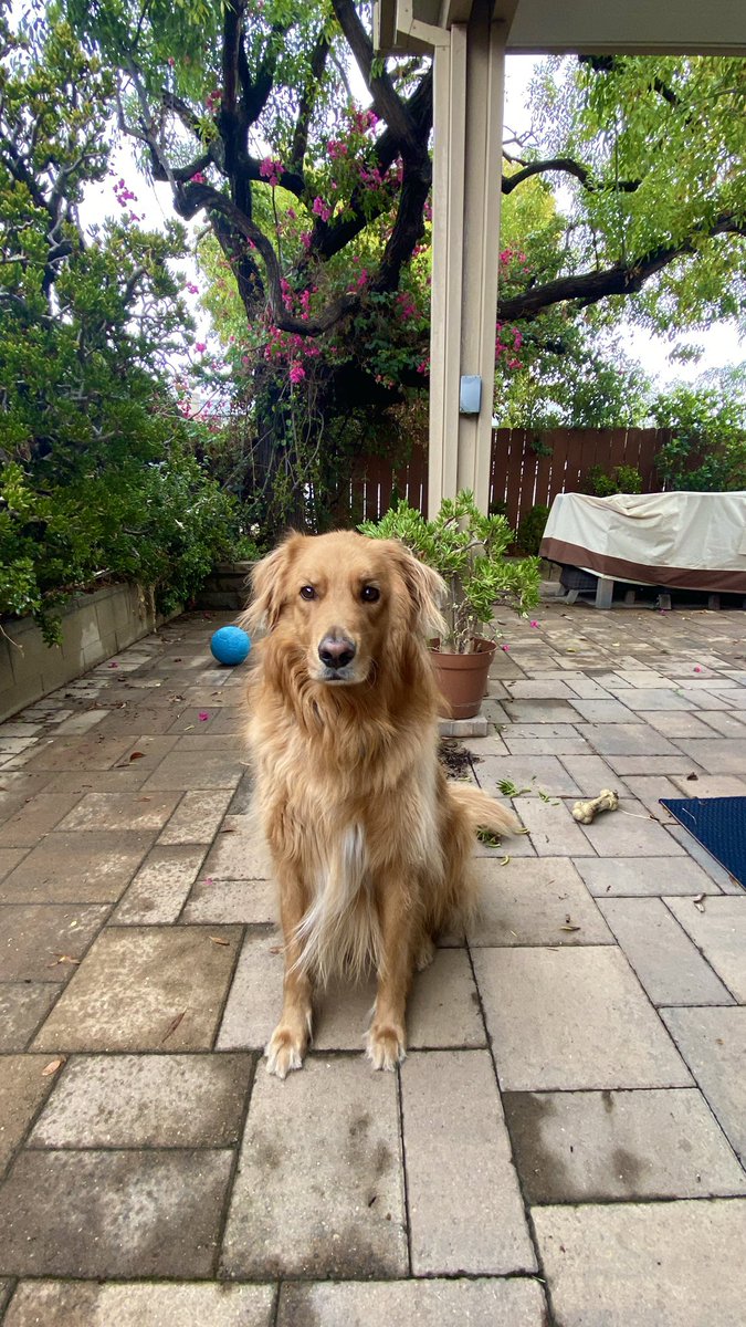 Roman_OT_Empire's tweet photo. It’s the “Storm of the century” in San Diego. Pippin is unsure if we can ever rebuild. 🤣 #pippin #goldenretriever #sandiego #socal #stormofthecentury https://t.co/bMSHiY5Uxg