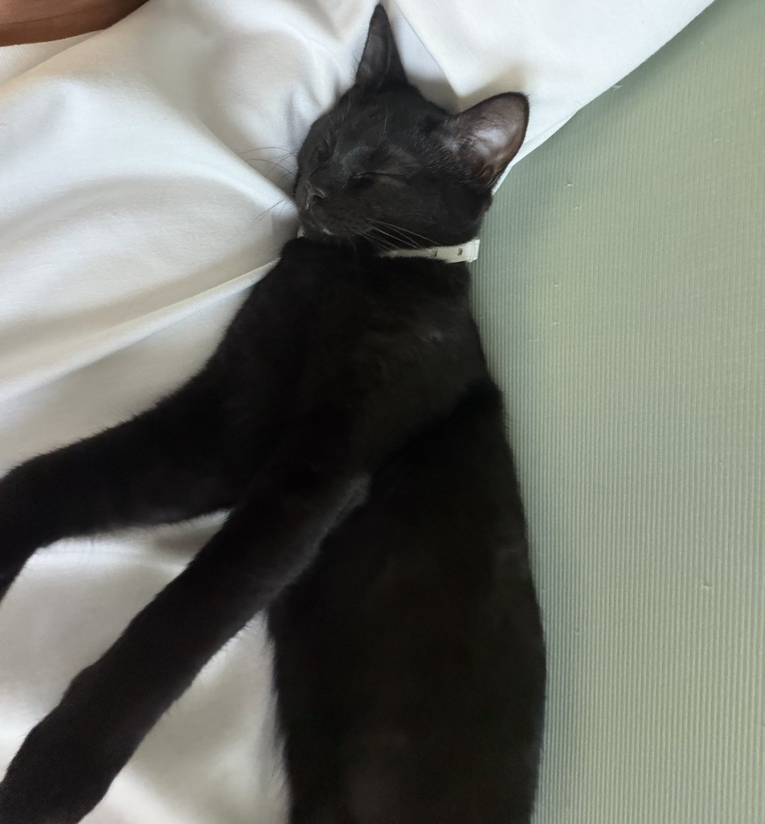 MazeraZera's tweet photo. 春から飼ってる実家の猫みてみて
名をここあと言う
座ってると膝に乗ってきたりして可愛いんだ
初めて会ったときは思いっきりシャーされたけどな！
#こいこいおとめ https://t.co/dJv55cK2BM