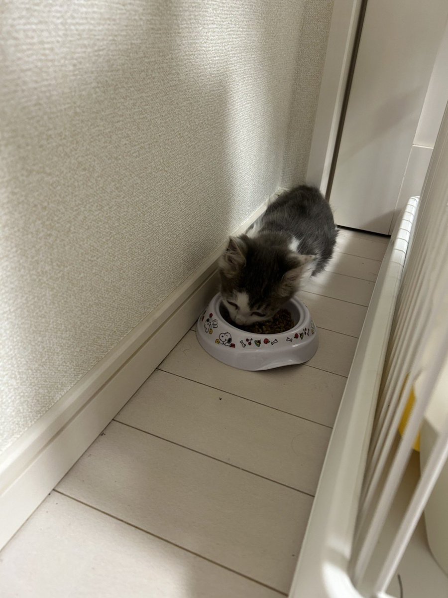 tcouf1's tweet photo. おーん、、新しい家族…
お家きてすぐの時はシャーシャーいってたのに今はもう撫でさせてくれるᐡ⸝⸝>  ̫ <⸝⸝ᐡ https://t.co/QEaFM7YtUS
