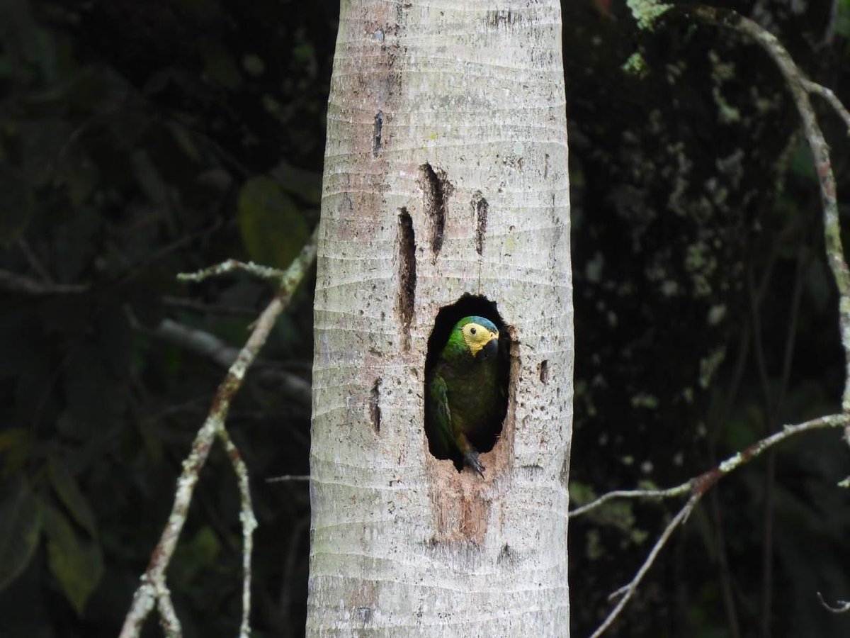 CORMACARENA's tweet photo. 📸 ¡El álbum que nos dejó el October Big Day!

Estas son algunas de las aves que encontramos en nuestras rutas por el Meta.

La biodiversidad de nuestro departamento nunca deja de sorprendernos 💚

#Cormacarena https://t.co/g9no1jbPSN