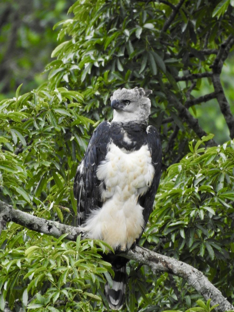 CORMACARENA's tweet photo. 📸 ¡El álbum que nos dejó el October Big Day!

Estas son algunas de las aves que encontramos en nuestras rutas por el Meta.

La biodiversidad de nuestro departamento nunca deja de sorprendernos 💚

#Cormacarena https://t.co/g9no1jbPSN
