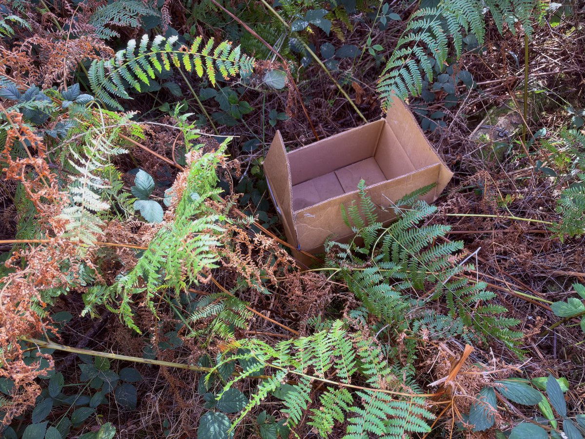Cryptopoly's tweet photo. Recently finished a bike ride and saw kittens scattering into middle the forest.

Wondering WTF was going on, the little one approached me, meowing with conviction. I found a box. Some twat abandoned them for dead.

Spent the next few days/nights searching for all of them…. https://t.co/iL4MaMNCgJ