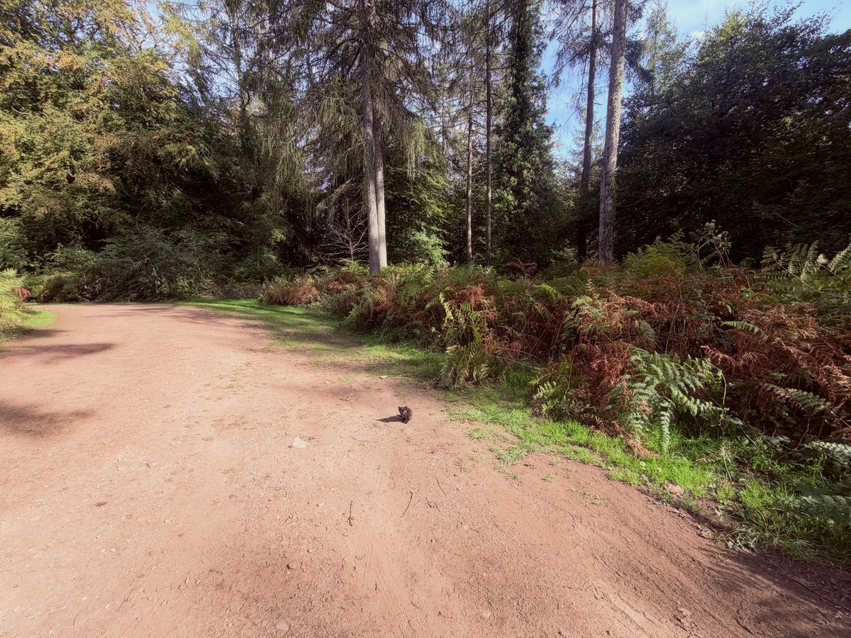 Cryptopoly's tweet photo. Recently finished a bike ride and saw kittens scattering into middle the forest.

Wondering WTF was going on, the little one approached me, meowing with conviction. I found a box. Some twat abandoned them for dead.

Spent the next few days/nights searching for all of them…. https://t.co/iL4MaMNCgJ