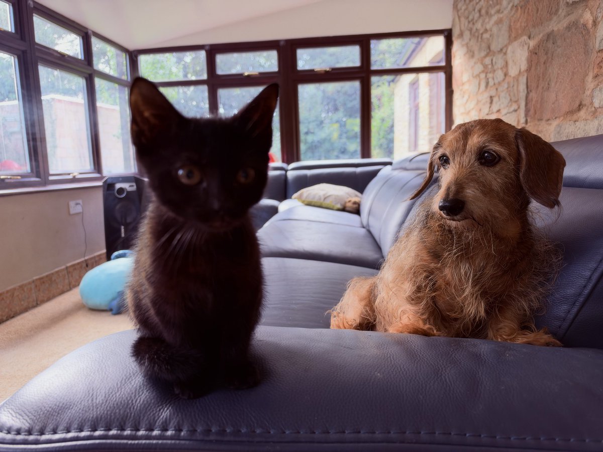 Cryptopoly's tweet photo. They’re getting on famously with Dave Growl and Izzie Rascal, 2x 12 year old sausage dawgs. 

Both parties very curious of each other but finally multi hugging and sharing the love… https://t.co/r5xL8YLfkp