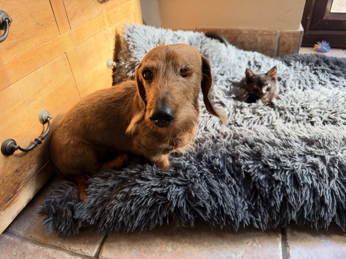 Cryptopoly's tweet photo. They’re getting on famously with Dave Growl and Izzie Rascal, 2x 12 year old sausage dawgs. 

Both parties very curious of each other but finally multi hugging and sharing the love… https://t.co/r5xL8YLfkp
