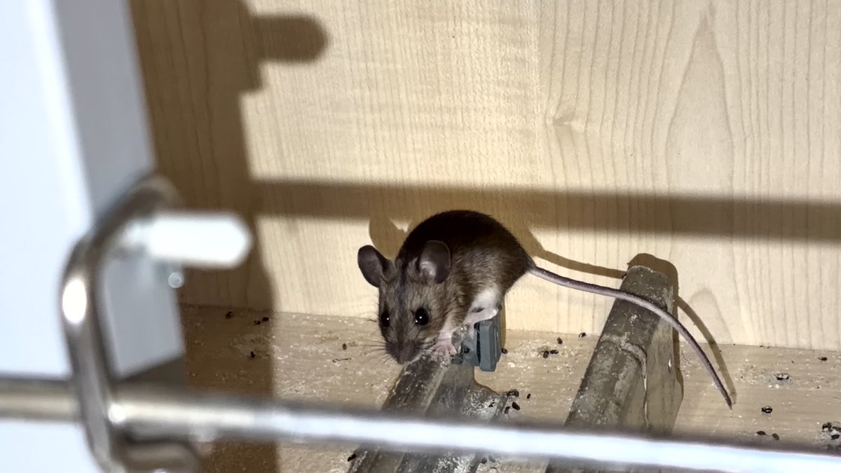 Cryptopoly's tweet photo. Not sure the other new one, a little random field mouse called Fievel Mousekewitz (I asked him), that’s apparently raiding our cupboards, will get on with everyone but hey it’s a fun old world.

Gott love nature. https://t.co/IPArnq2FFL
