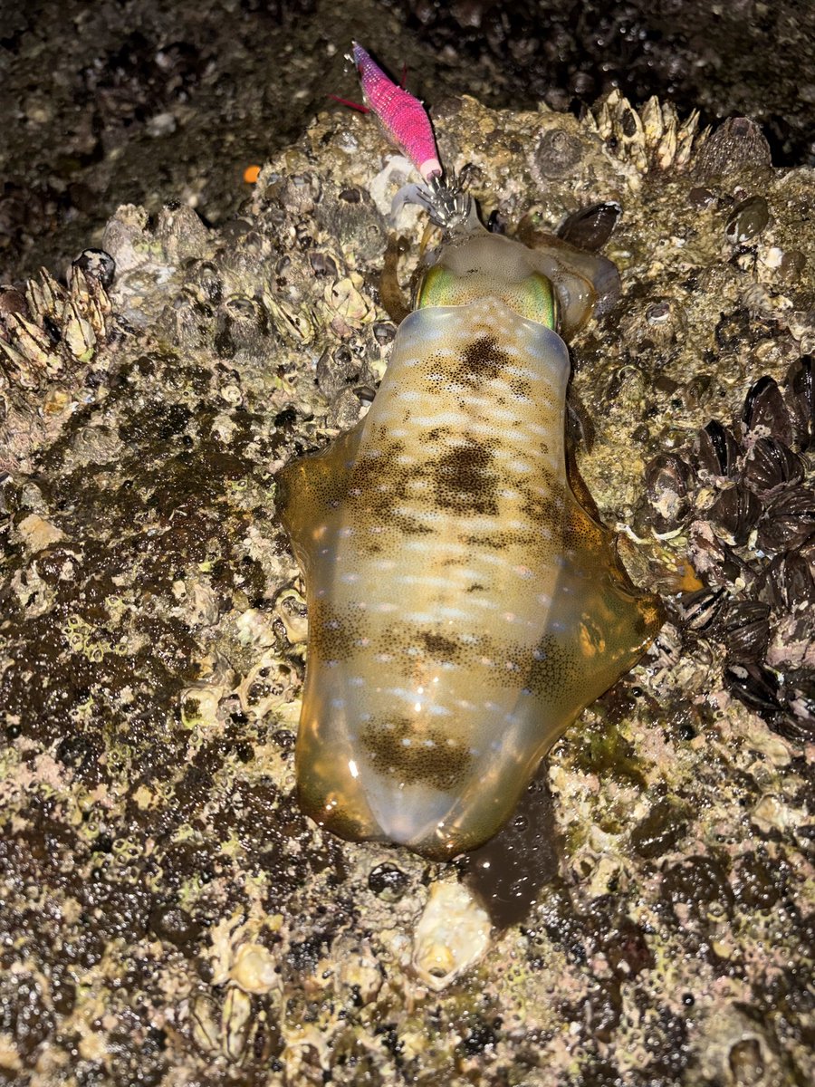 masatojp's tweet photo. とりあえず、5杯🦑 https://t.co/OWzv3KY68l