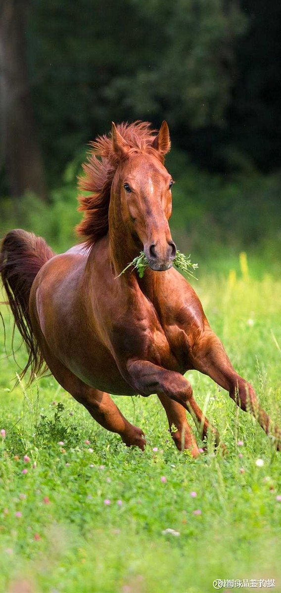 kmshnfp's tweet photo. 厩で私が飼う緑の馬が恢復して走り出した！今日は最高の日だ！， https://t.co/zqqrhZzgvv