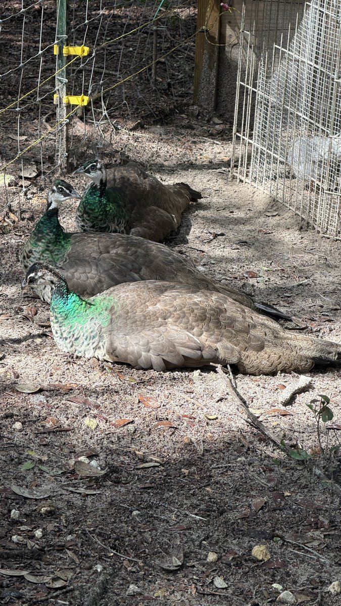 barbiedoll_eyw's tweet photo. Sunday mood #chillin  Skye, Peafowl Chickens, kunekune Pigs #DogGoneRanch https://t.co/QnUKRiUqFh