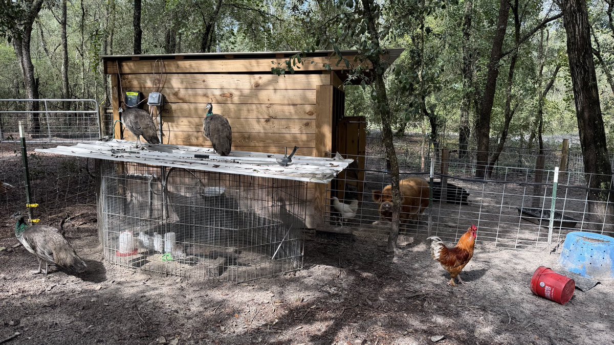 barbiedoll_eyw's tweet photo. Sunday mood #chillin  Skye, Peafowl Chickens, kunekune Pigs #DogGoneRanch https://t.co/QnUKRiUqFh