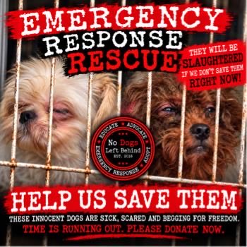 NDogsLB's tweet photo. EMERGENCY RESCUE TONIGHT! 
Innocent dogs are facing imminent slaughter—and we need to act NOW.  $15k MATCHING DONATION!  Every $1 donated is MATCHED up to $15k to double your impact and save lives.
👉 DONATE HERE: https://t.co/5PSraB3JDu
Please donate &amp; RT
#NoDogsLeftBehind https://t.co/ikqRsNGDgF