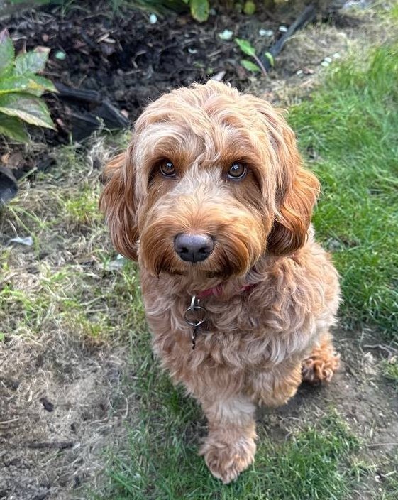 MissingPetsGB's tweet photo. 🐕‍🦺 #LOST LUCKY #Cockapoo escaped through a window &amp; ran away from the house in Charlesfield Road #Horley #RH6 #Surrey  on 11 Oct 2026 at 11:00

🐕 Golden/brown Cockapoo
2 years old
Lucky is wearing collar with his name &amp; owner’s phone number
#StolenDogHour
https://t.co/runKndIzmb https://t.co/P2K9gD3t6e