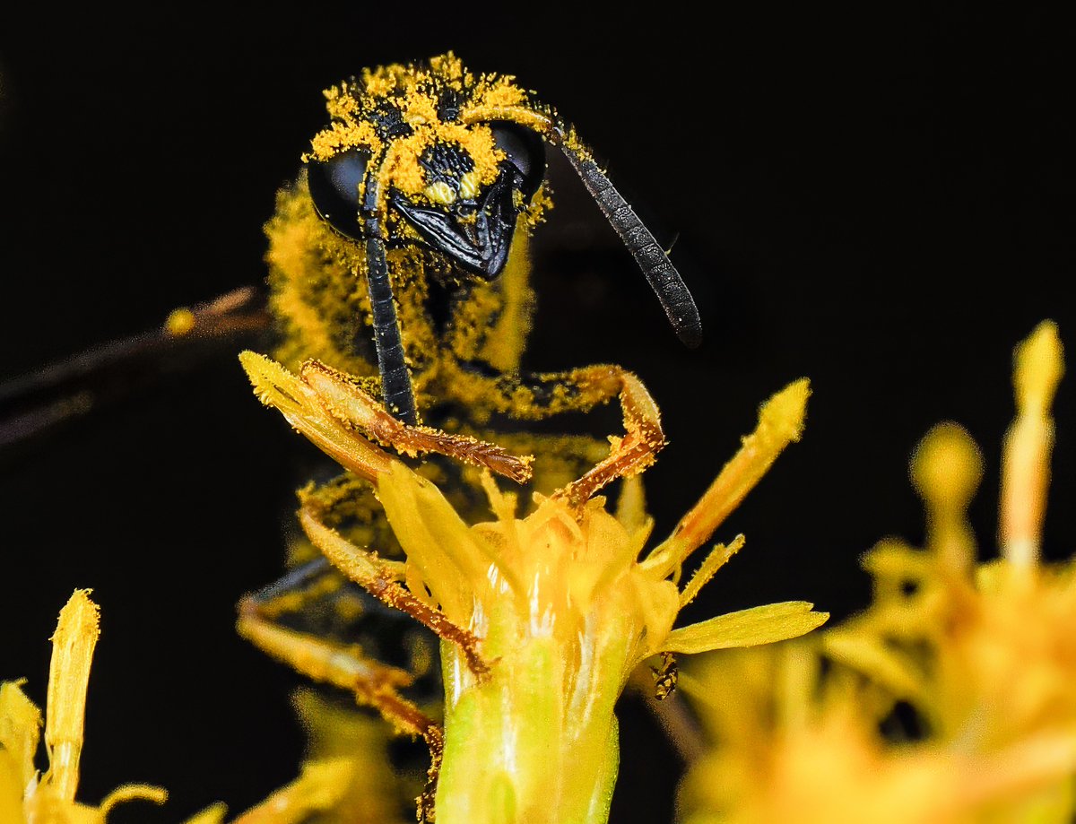 ParamClicks's tweet photo. The Pollenator! Dusted in golden pollen, this bee looks less like a busy worker and more like a tiny monster straight out of a sci-fi movie! — at Claude Moore Park, Virginia, USA. (2026-10-10) #TwitterNatureCommunity #BBCWildlifePOTD #ThePhotoHour #IndiAves #bee #monster #pollen #scifi #pollination