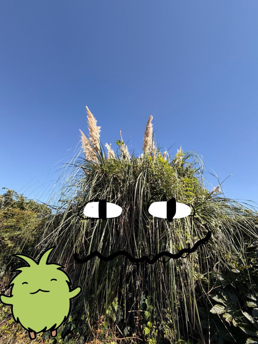 chiri777's tweet photo. @parfaitthestudy 迫力と存在感のあるススキですね
モリゾーかと思いました https://t.co/JBfDhb5nCk