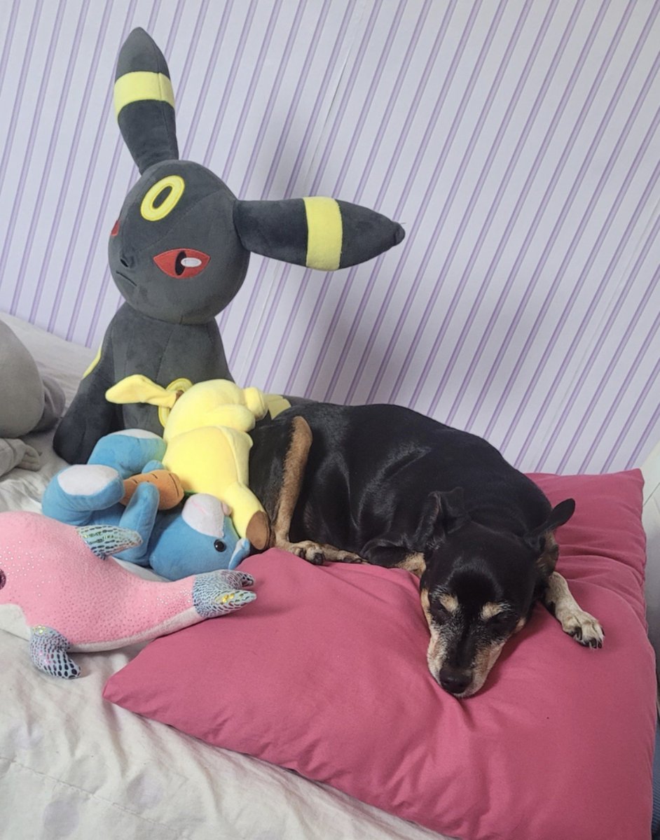 luytavlr's tweet photo. oi gente, tudo bem? preciso muito da ajuda de vocês.

pra quem não sabe, eu tive depressão infantil, e uma grande salvação da minha vida foi essa bonita da foto, Mya. minha companheira a 13 anos, que sempre curou onde dói.

infelizmente a Mya está sofrendo com uma fistula oronasal, que resumidamente é uma perda óssea avançada na maxila. para resolver, será necessário uma série de exames e depois cirurgia, que inclusive pode fazer com que ela perca todos os dentes.

os exames + remédios + cirurgia vão dar em de cerca 4 mil reais, então qualquer ajuda de custo ou compartilhamento para o tratamento dela é bem-vinda! a chave pix estará na imagem e nos comentários 🤍

obrigada pela atenção, para que eu possa manter a minha companheira comigo por mais um tempo e devolver a ela a sua qualidade de vida ): qualquer dúvida estou disposta a esclarecer, e em breve posto notícias sobre ela