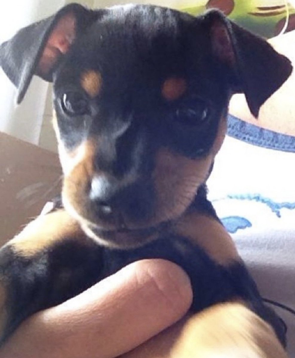 luytavlr's tweet photo. oi gente, tudo bem? preciso muito da ajuda de vocês.

pra quem não sabe, eu tive depressão infantil, e uma grande salvação da minha vida foi essa bonita da foto, Mya. minha companheira a 13 anos, que sempre curou onde dói.

infelizmente a Mya está sofrendo com uma fistula oronasal, que resumidamente é uma perda óssea avançada na maxila. para resolver, será necessário uma série de exames e depois cirurgia, que inclusive pode fazer com que ela perca todos os dentes.

os exames + remédios + cirurgia vão dar em de cerca 4 mil reais, então qualquer ajuda de custo ou compartilhamento para o tratamento dela é bem-vinda! a chave pix estará na imagem e nos comentários 🤍

obrigada pela atenção, para que eu possa manter a minha companheira comigo por mais um tempo e devolver a ela a sua qualidade de vida ): qualquer dúvida estou disposta a esclarecer, e em breve posto notícias sobre ela
