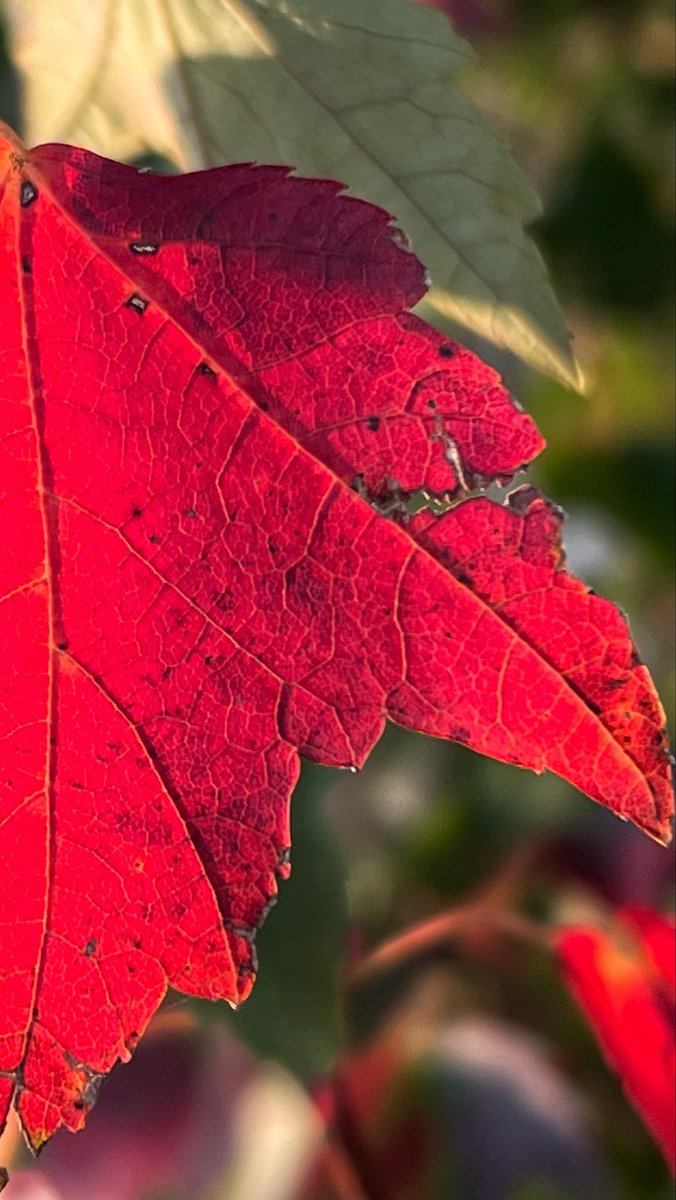 karenmcamp's tweet photo. Love the reds of fall! Happy Sunday #autumn #leaf https://t.co/sUoXkGYj2O