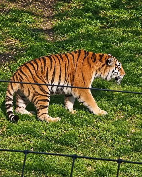 InternetH0F's tweet photo. The tiger who attacked the man that entered its enclosure at the Yorkshire Wildlife Park will not be euthanized https://t.co/LAmnh3jIPT