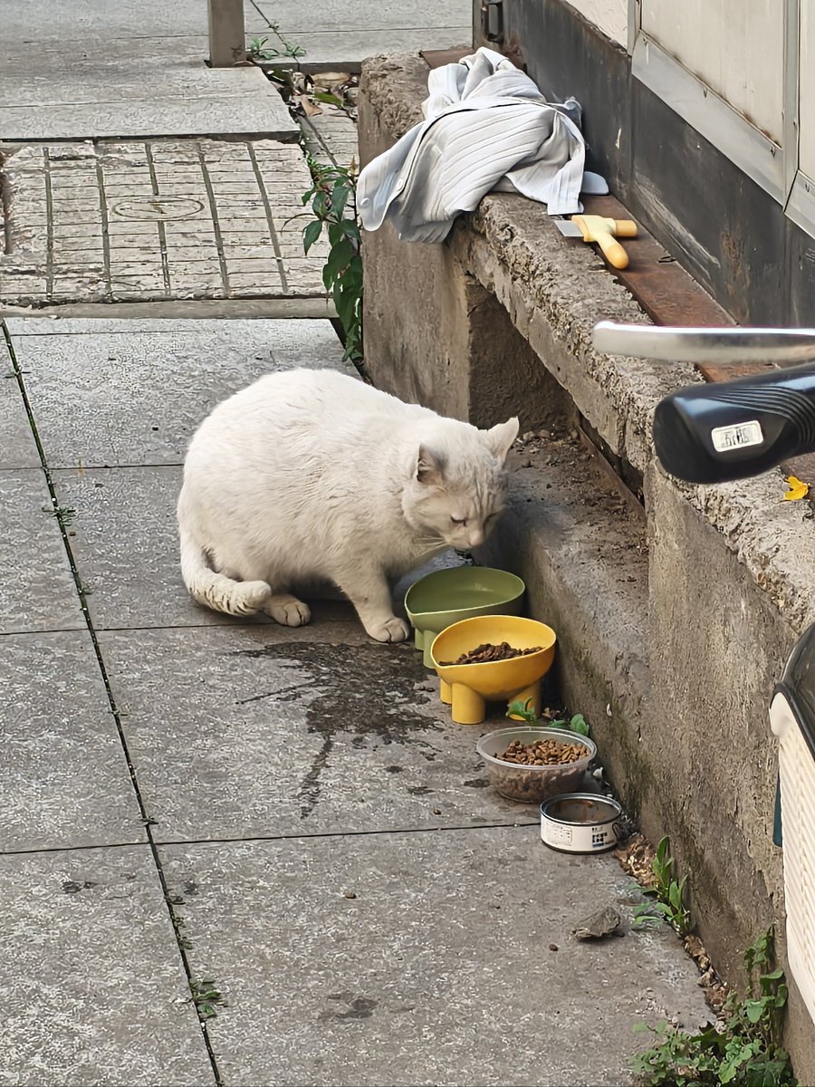 NoraAitonebmx's tweet photo. コーヒーを飲みながらファンの糸を探していると、痩せた猫が路地で佇んでいた。 https://t.co/pDnv991rpa