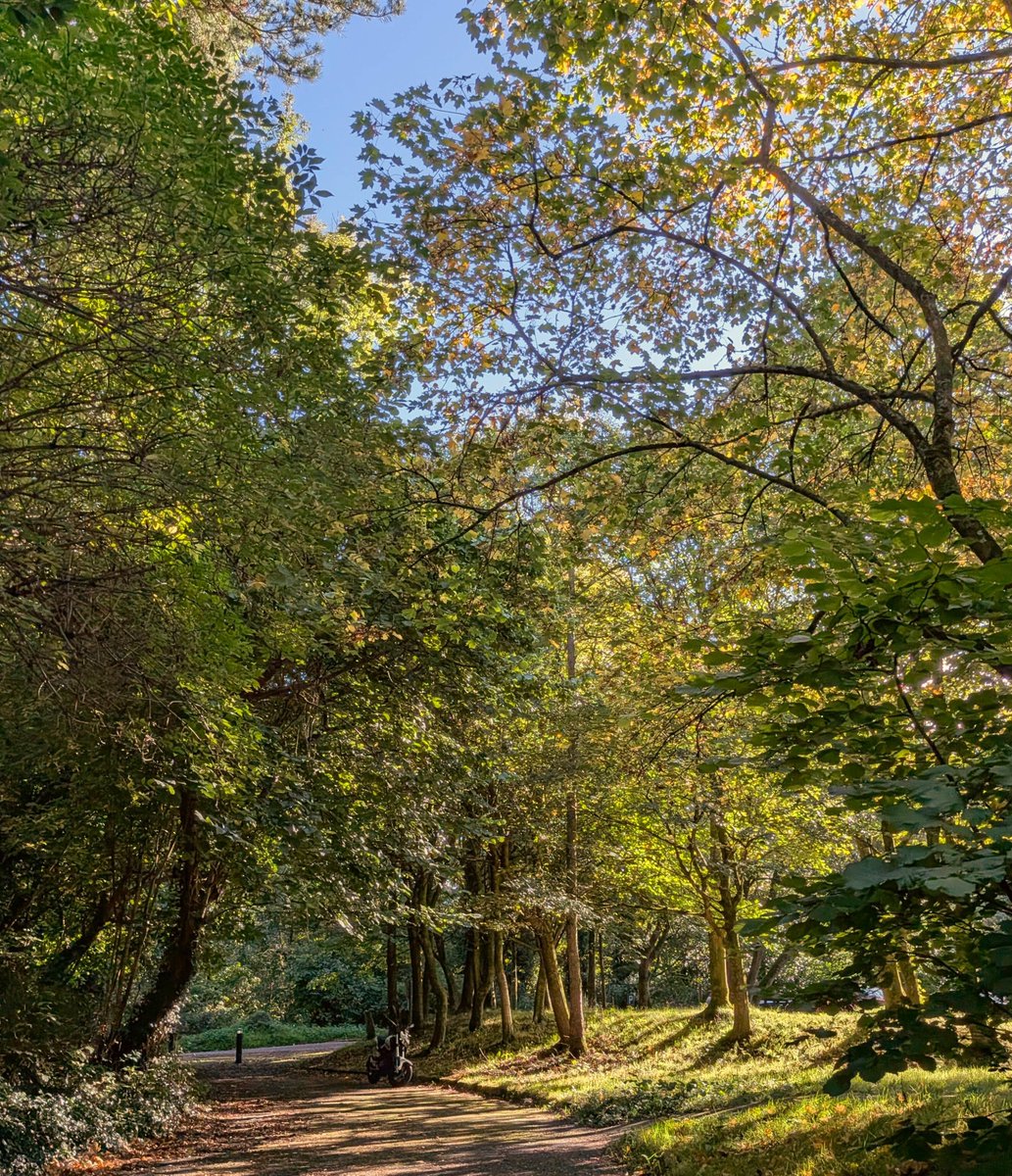 scarcelyimagine's tweet photo. autumn walk 🍂🍄 https://t.co/QOEBDKftTK