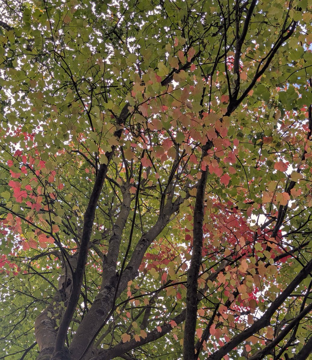 scarcelyimagine's tweet photo. autumn walk 🍂🍄 https://t.co/QOEBDKftTK