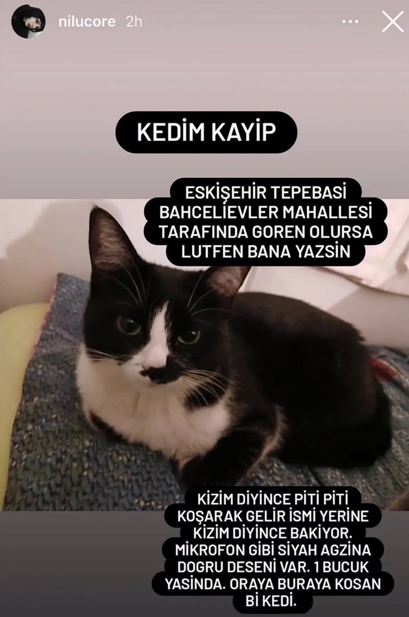 mickroorganism's tweet photo. ESKİŞEHİR KAYIP KEDİ

bahçelievlerde kaybolmuş görenler fotoğraftaki kullanıcıya yazabilir mi lütfen https://t.co/exjw0MwLth