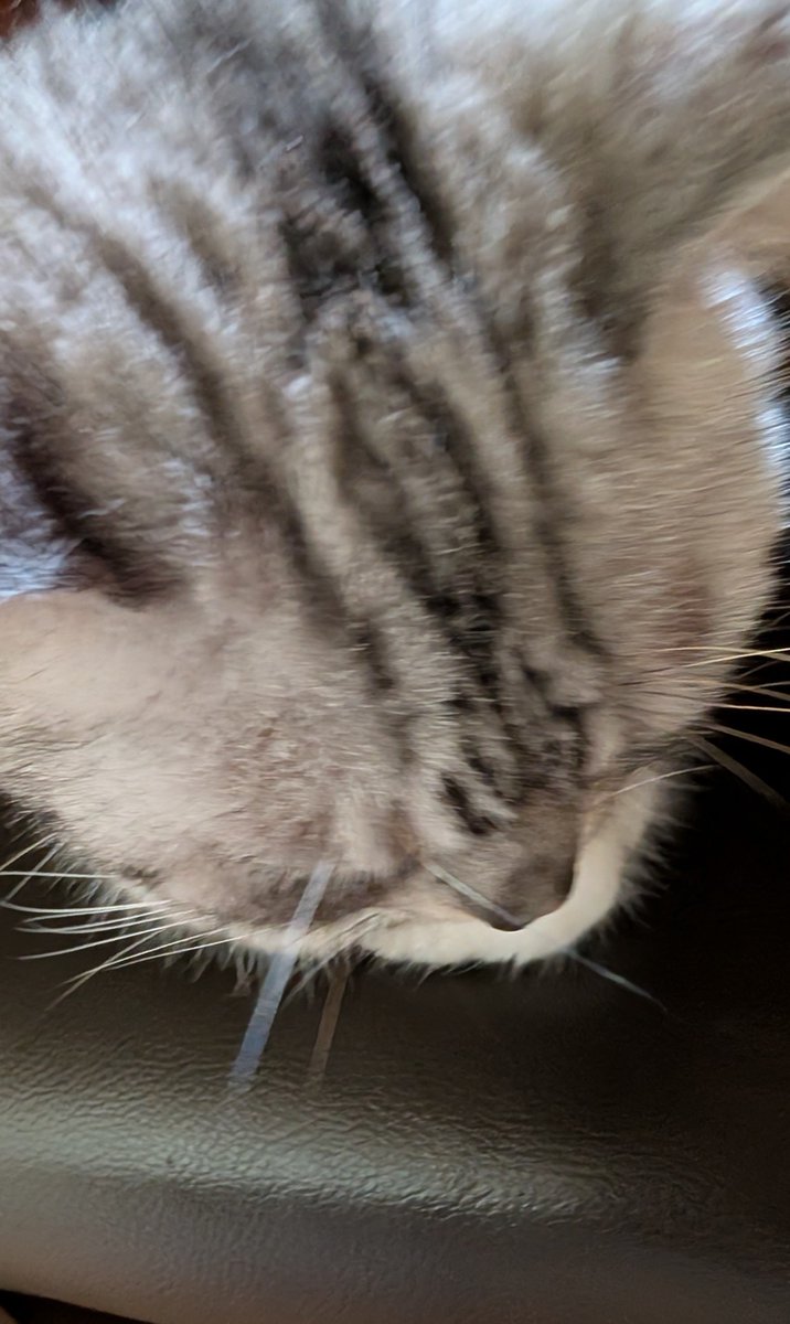 L5iGy's tweet photo. かわわわ〜😻 https://t.co/eZefaZ9zvC