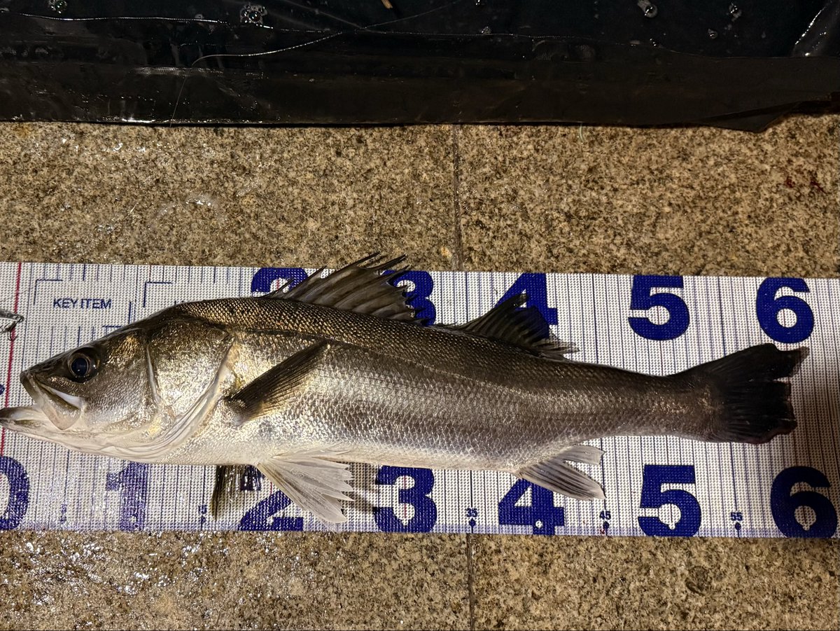 kudo_lt's tweet photo. 最近色んなご縁に恵まれて、アングラー生活が充実しまくっている。

今夜も釣り友さんに入らせていただいて、そこでご一緒した方が半年くらい前にたまたま出会ったアングラーさん😳

そしてお互いのことを覚えてて、会話も盛り上がりました☺️💡

そしてようやく、噂の秋爆を体感！
もう一生秋でいいわ😉
