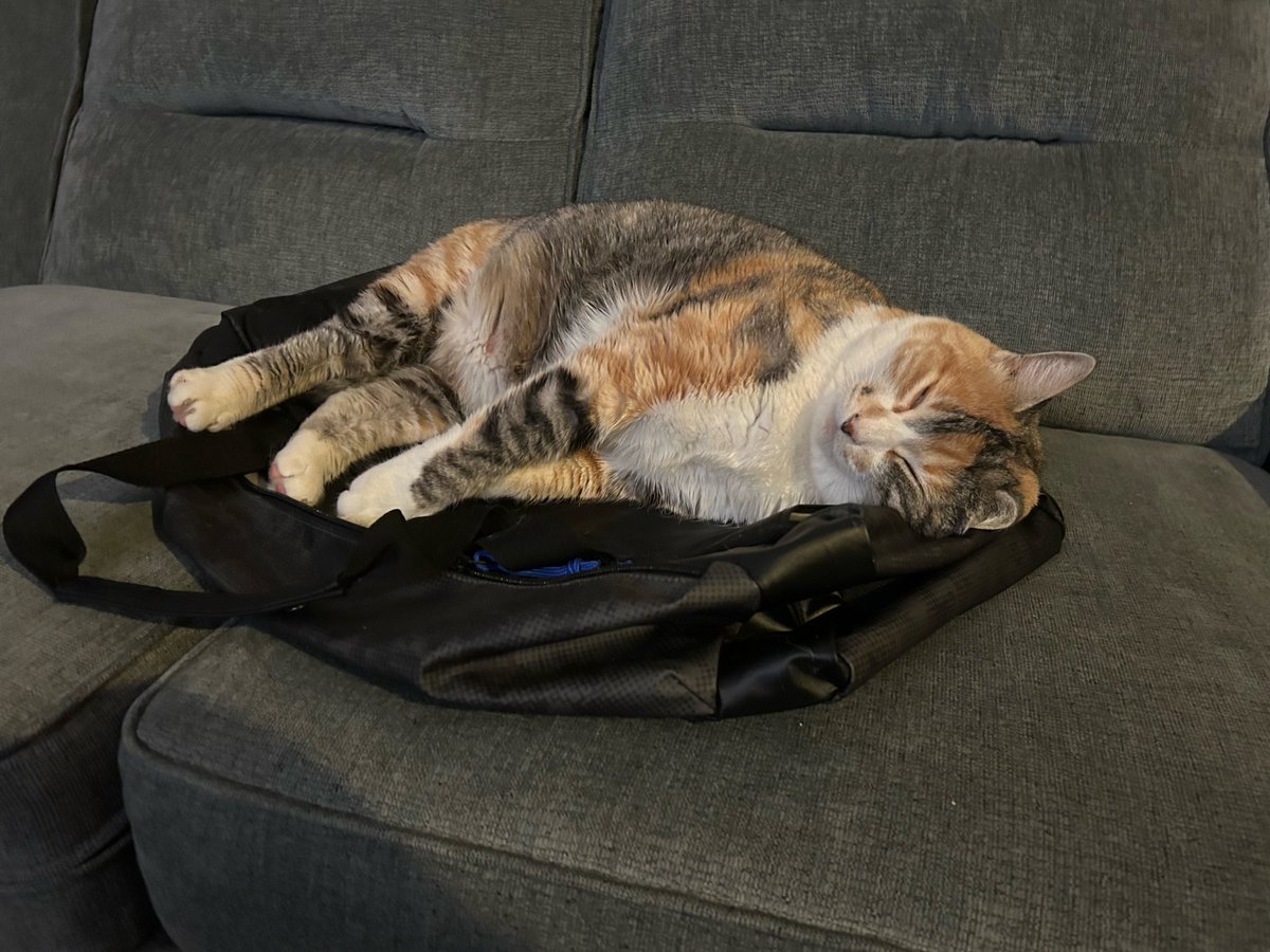 boileddenims87's tweet photo. she likes to sleep on my travel bag so she knows im not leaving https://t.co/cOjTec9Kqa