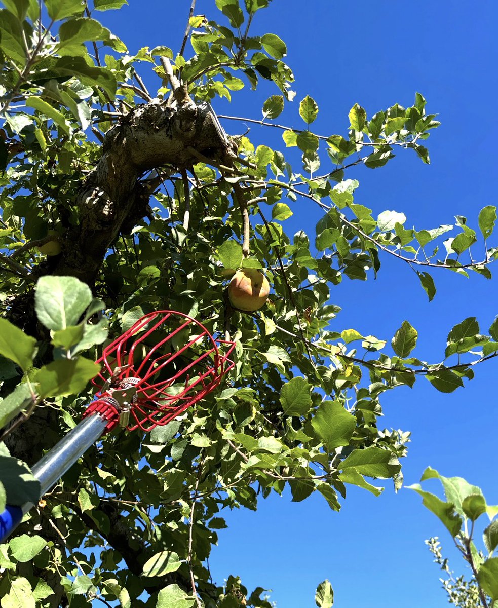 isawthismorning's tweet photo. Fall apple ๐๐๐๐๐picking at Apple Hill @ohalloransappleranch #apple #applepickingseason #applepicking๐ #california #fall https://t.co/VtppVf580e
