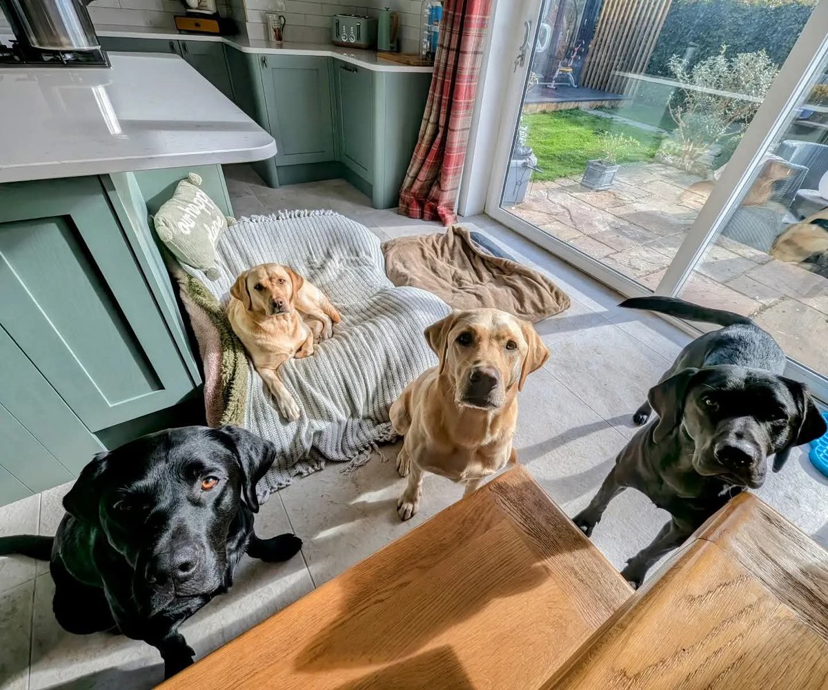 BertsLegacy's tweet photo. Just had SEVEN dogs out for a walk. SEVEN. 😂

A beautiful long walk by the river, plenty of fresh air, and a small canine convoy to keep me busy.

And now I’m left with four. My golden duo, Albert and Bera, plus their biological little brothers, Arthur and Brodie, who are staying for the week while my parents galavant in the sunshine. 🌞

They’re off enjoying their holidays. I’m apparently running a small, unpaid dog hotel.

At least the guests are cute. 🐾

#dogsoftwitter #dogs