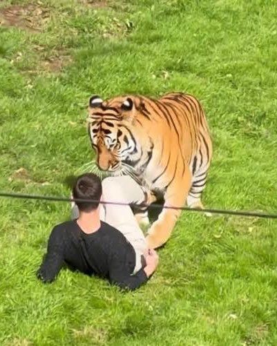 PopBase's tweet photo. The tiger that attacked a man who entered its enclosure at Yorkshire Wildlife Park will not be euthanized, park officials confirm.

(Via: @YorkshireWP) https://t.co/PnqLxoOJPR