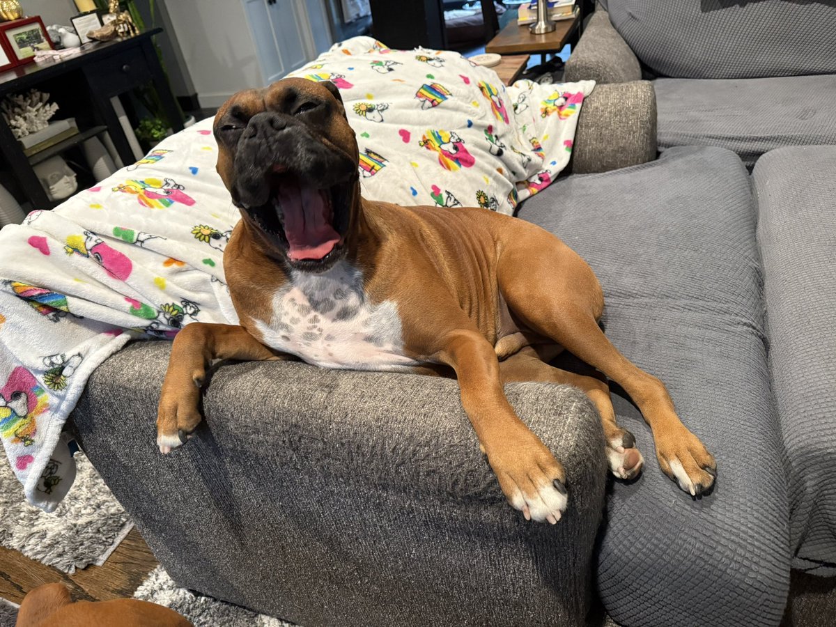 inntothenight's tweet photo. My thoughts exactly on this rainy Sunday
#boxerpuppy #boxerdogs #boxerlife
#boxerlovers #boxersrock #boxersoftwitter #boxerdogsoftwitter #dogsoftwitter #dogsofx https://t.co/fK8YNeQsG6