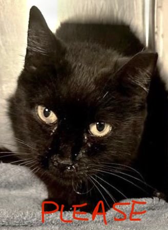 catgirl321's tweet photo. 🆘CODE RED•CODE RED🆘
Very gentle, devoted #SENIOR #SISTERS GRACE and LACY need #IMMEDIATE #RESCUE #PLACEMENT 

PLEDGES *CRITICAL* TO SAVE THEM - MINIMUM US$300 REQUIRED‼️

PLEASE #PLEDGE #RT #ADOPT✔️

#cats #Marietta #GA @cobbkitties #AdoptDontShop #Pledge4Rescue
RT@sachikoko https://t.co/wWbnmfdtO0