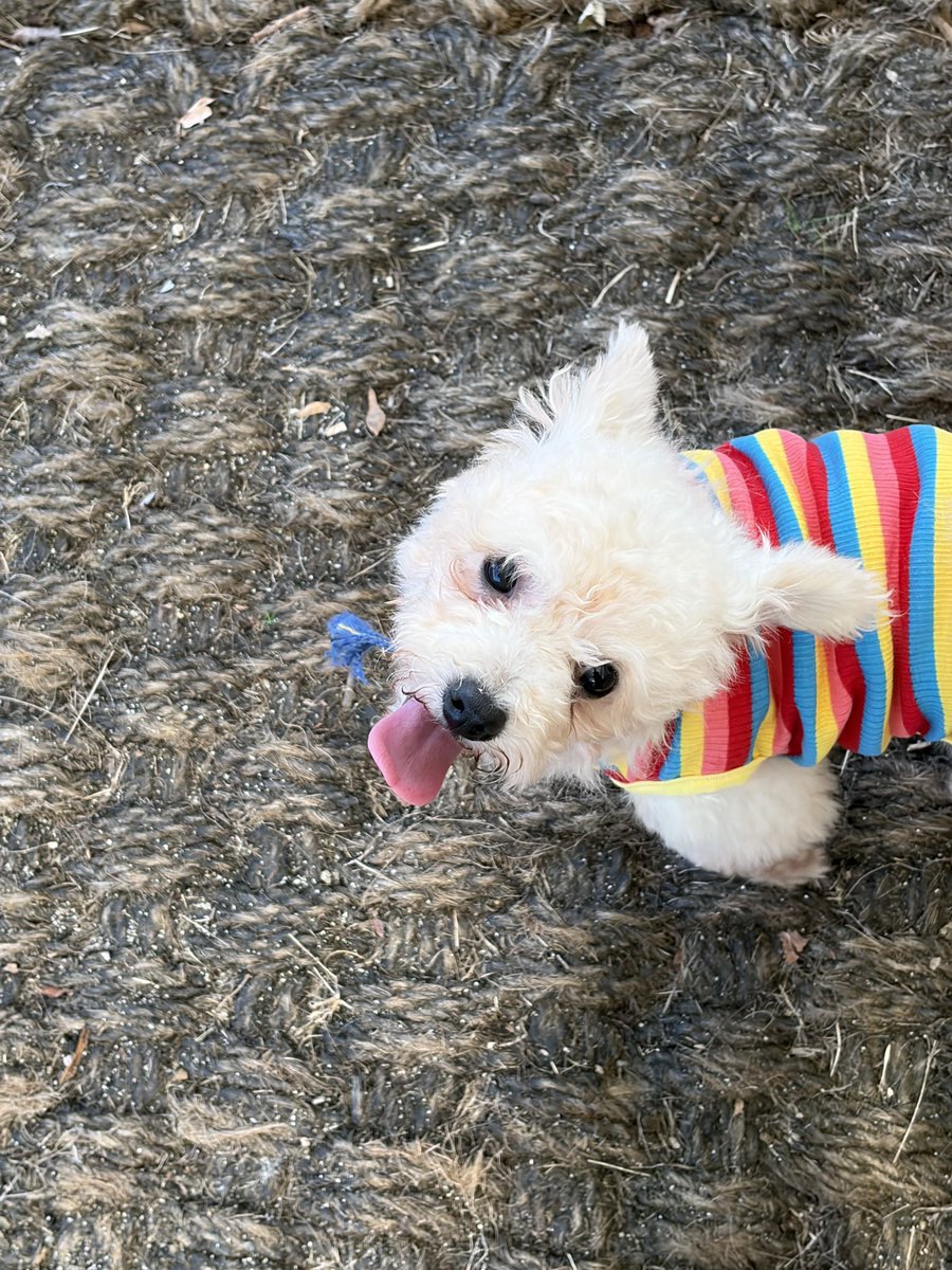 busananimal_'s tweet photo. 콜라에요!!!! 
다른 봉사자분들께서 콜라에게 아주 이쁜 꼬까옷을 🥹🥹🥹🥹 너무너무 행복해보인다아🥹🥹🥹 https://t.co/6qBxQ97pzJ