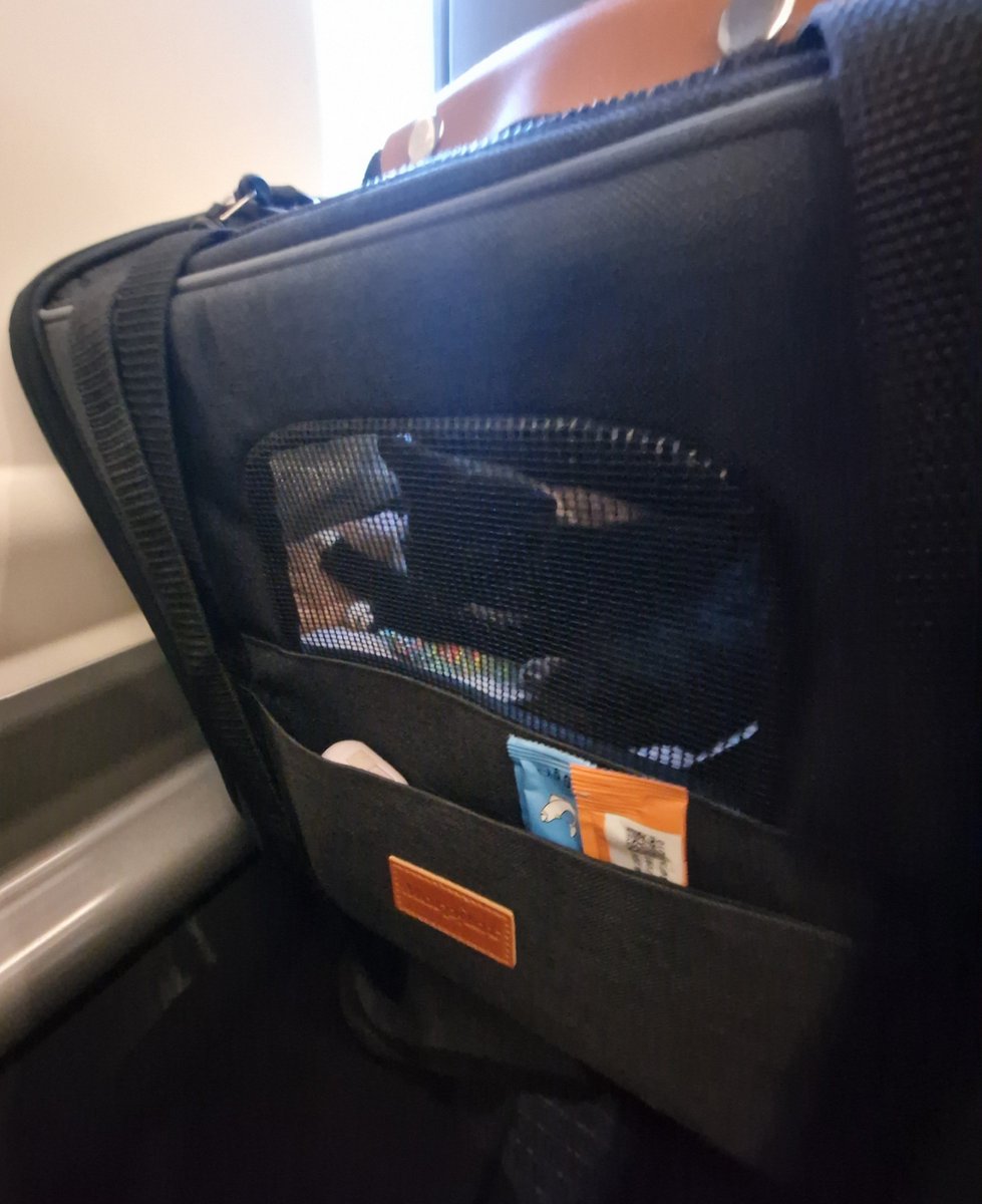 Send_Bunnies's tweet photo. Got a tiny travel companion today! Say hello to Merlin 💜 https://t.co/CfJiAujqy0