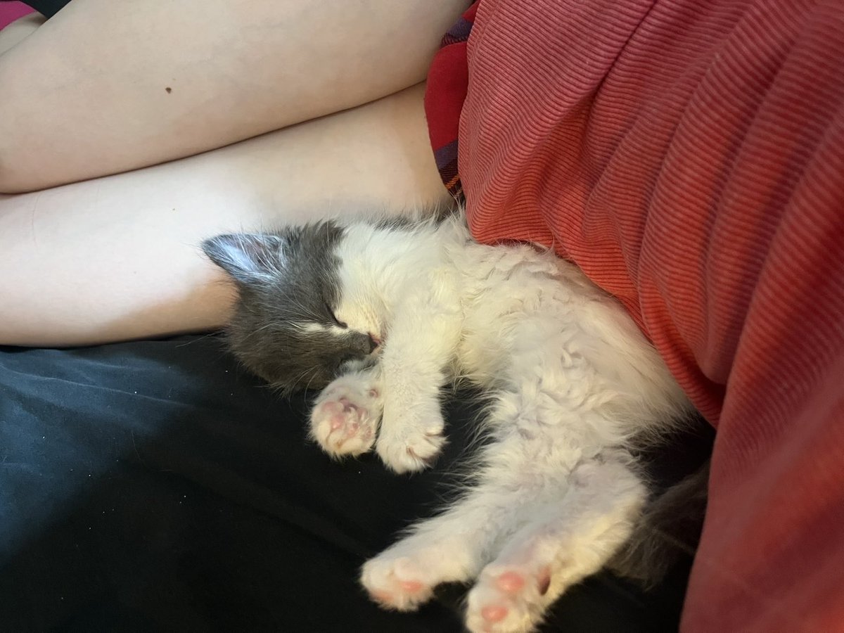 reesekellysgf's tweet photo. @theantlerqueef kitty cat https://t.co/N1ZJqqZdKd